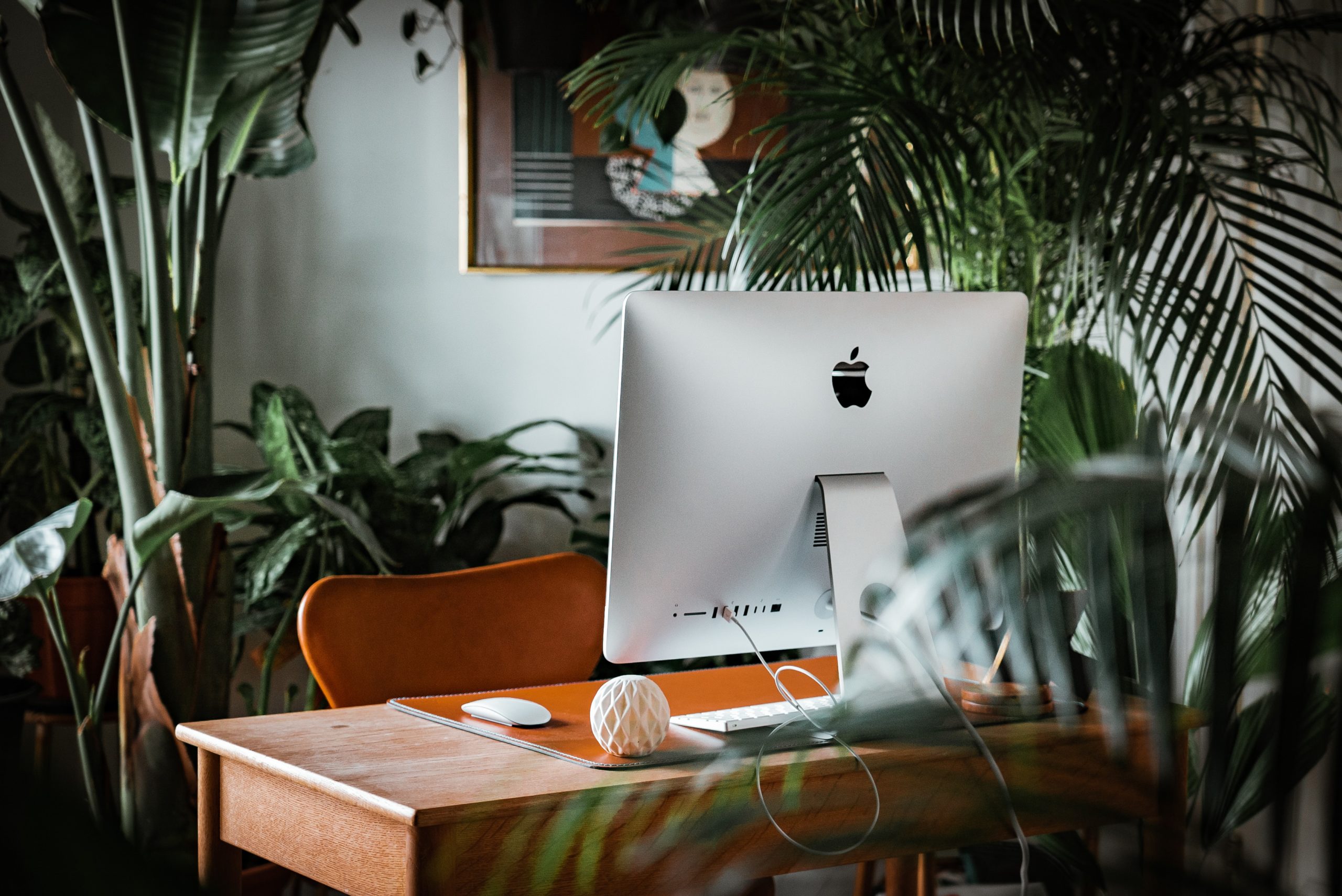 Do Plants Really Improve Your Workspace?
